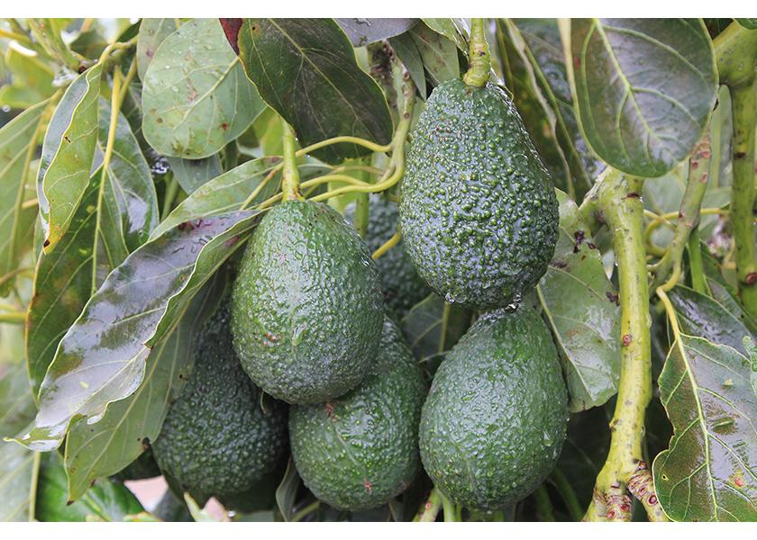 CALIFORNIA AVOCADO COMMISSION UNVEILS SEASON FORECAST AND MEDIA STRATEGY